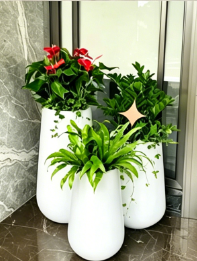 杭州湾室内植物租赁店-慈溪花卉租摆咨询-鄞州绿色植物租用费用-鄞州花卉租赁品牌